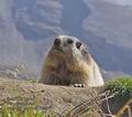 Marmota_marmota_r00466