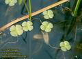 Marsilea_quadrifolia_4472