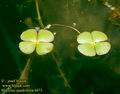 Marsilea_quadrifolia_4473