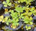 Marsilea_quadrifolia_bs0315