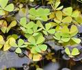 Marsilea_quadrifolia_bs0323