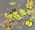 Marsilea_quadrifolia_bs0324