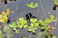 Marsilea_quadrifolia_bs0325