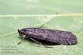 Matilella_fusca_cz1342s