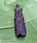 Matilella_fusca_cz1356s