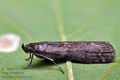 Matilella_fusca_cz1365s