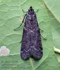 Matilella_fusca_cz1380s