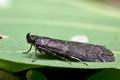 Matilella_fusca_cz1392s