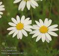 Matricaria_maritima_ab2334