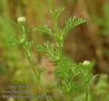 Matricaria_maritima_ab2340