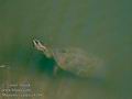 Mauremys_caspica_6268