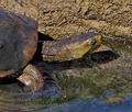 Mauremys_leprosa_pb081076