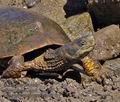 Mauremys_leprosa_pb081112