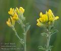 Medicago_falcata_ab6234