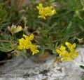 Medicago_prostrata_ab3378