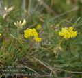 Medicago_prostrata_ab3383