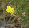 Medicago_prostrata_ab3384