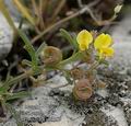 Medicago_prostrata_ab3387