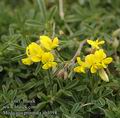 Medicago_prostrata_ab3398