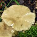 Megacollybia_platyphylla_bm3787