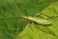 Megaloceroea_recticornis_a867