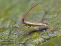 Megaloceroea_recticornis_ce5839s