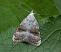 Meganola_albula_ce1325s
