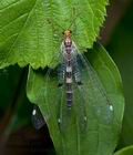 Megistopus_flavicornis_j8309s