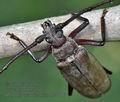 Megopis_scabricornis_mb3986