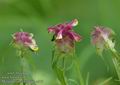 Melampyrum_cristatum_a519