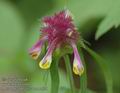 Melampyrum_cristatum_a520