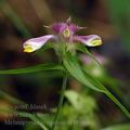 Melampyrum_cristatum_al4956