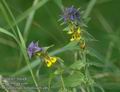 Melampyrum_nemorosum_a462