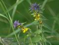 Melampyrum_nemorosum_a462