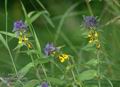 Melampyrum_nemorosum_a463