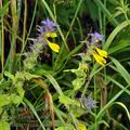 Melampyrum_nemorosum_bh3167