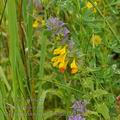 Melampyrum_nemorosum_bh3173