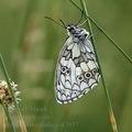 Melanargia_galathea_ak7637