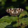 Melanargia_galathea_ak7851