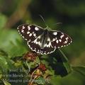 Melanargia_galathea_ak7857