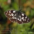 Melanargia_galathea_ak7883