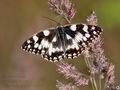 Melanargia_galathea_cv5310s