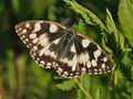 Melanargia_galathea_cv5331