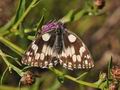 Melanargia_galathea_cv5342