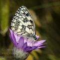 Melanargia_galathea_f3224