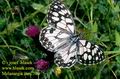 Melanargia_ines_740