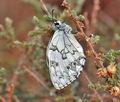 Melanargia_lachesis_bg9402