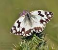 Melanargia_lachesis_bg9974