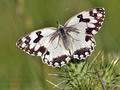 Melanargia_lachesis_bg9979