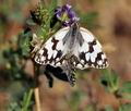 Melanargia_lachesis_bh0022